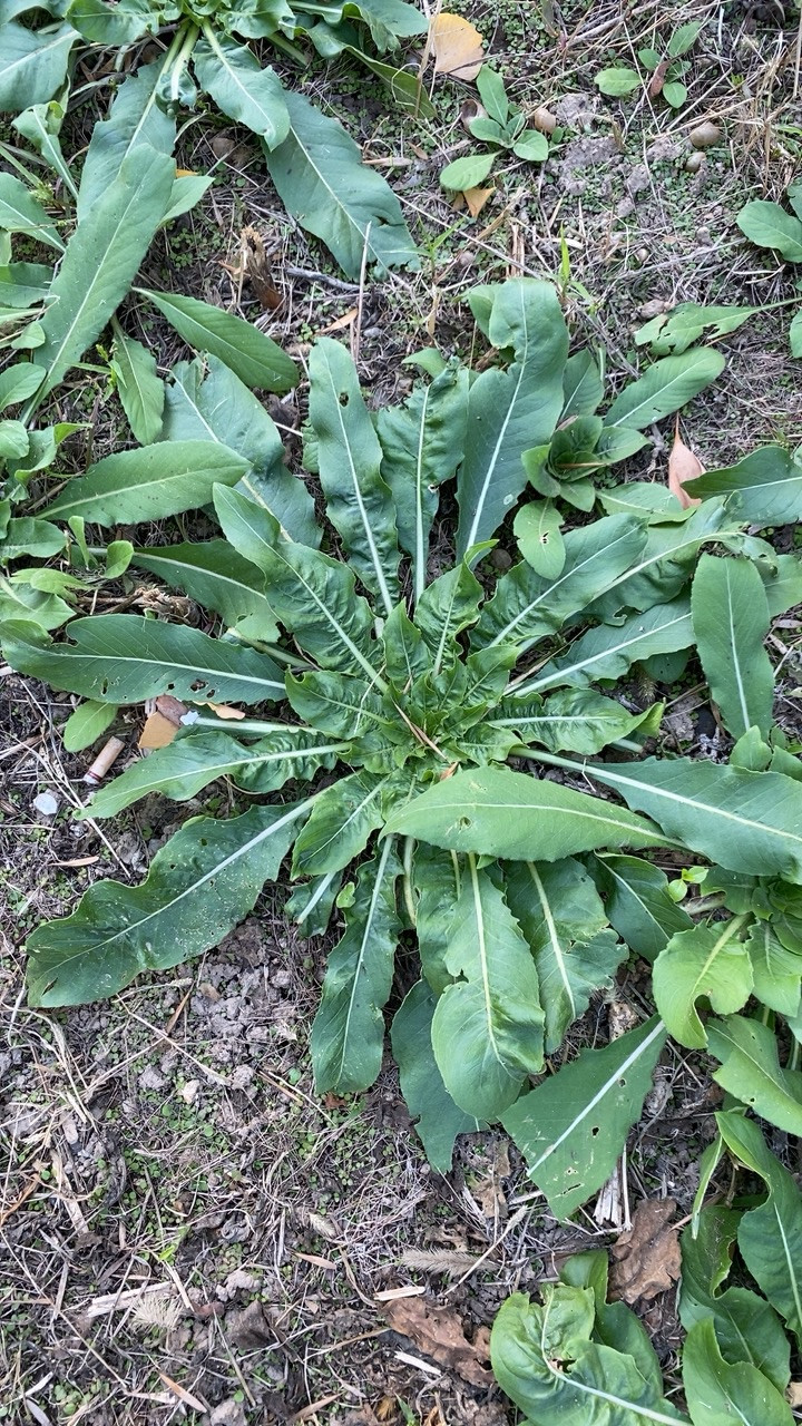 Evening Primrose Scrambled Eggs