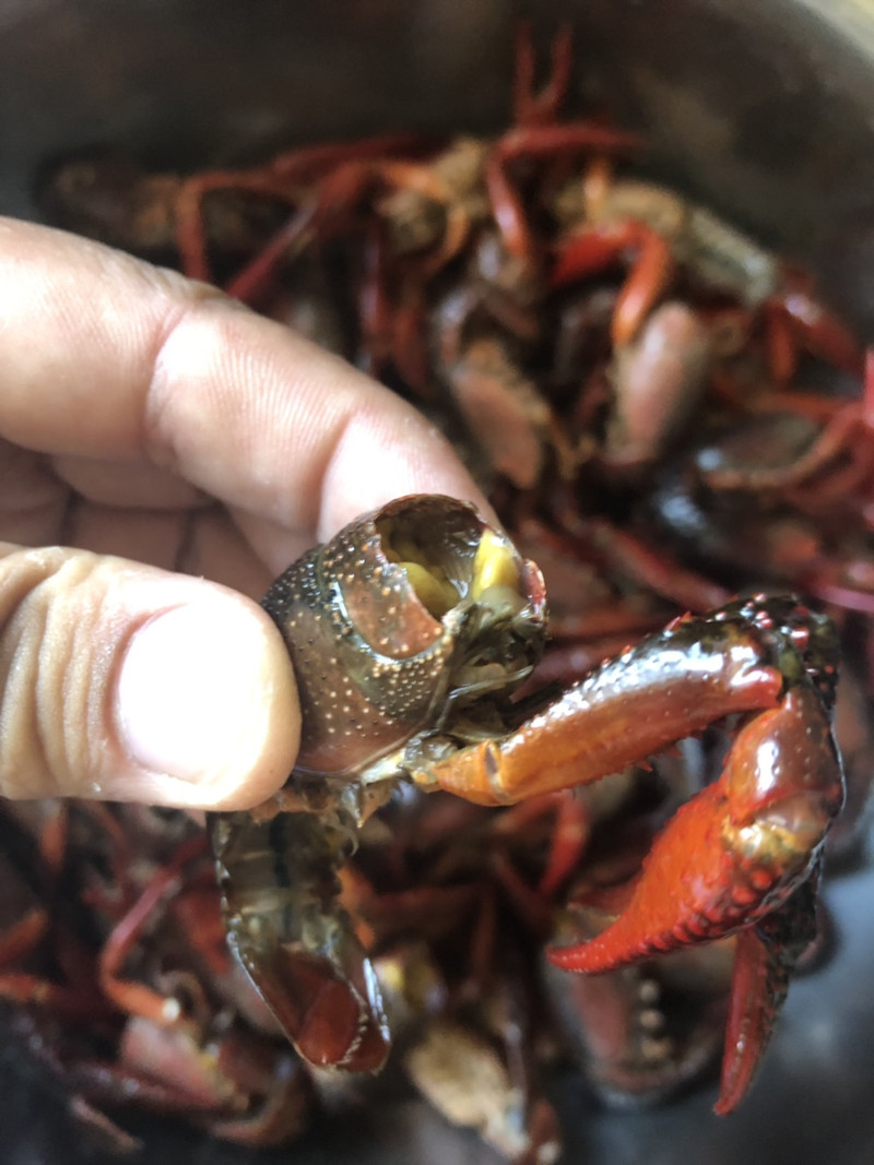 hot and numbing crawfish