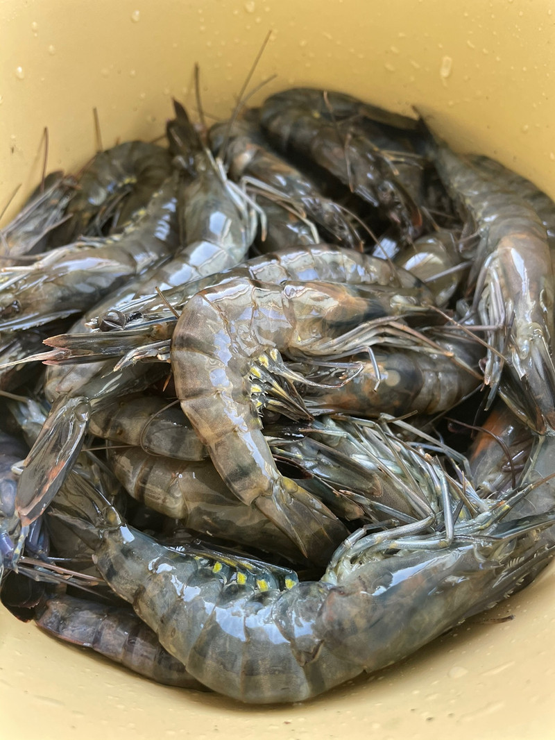 prawns in red sauce