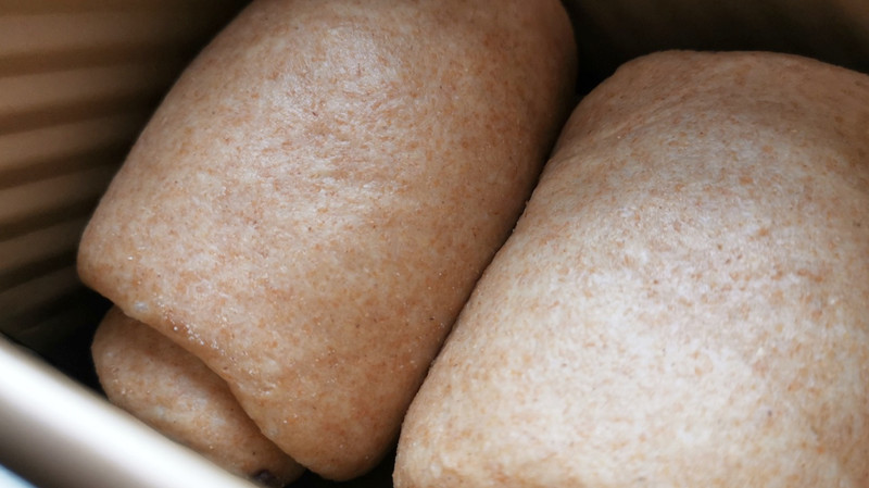 Whole Wheat Bread