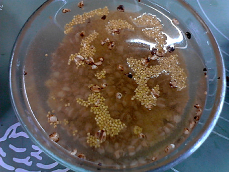 Dried scallop and tamarind millet porridge